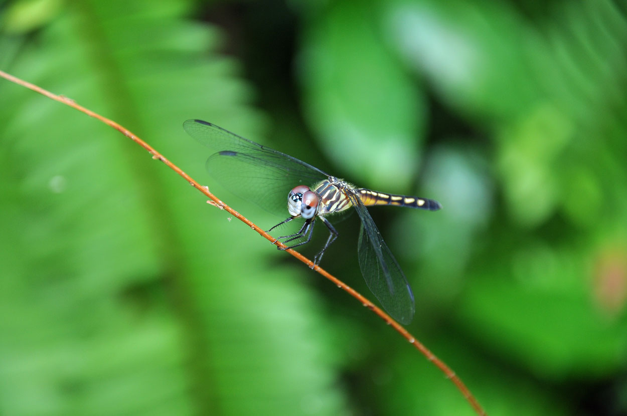 Dragon-Fly