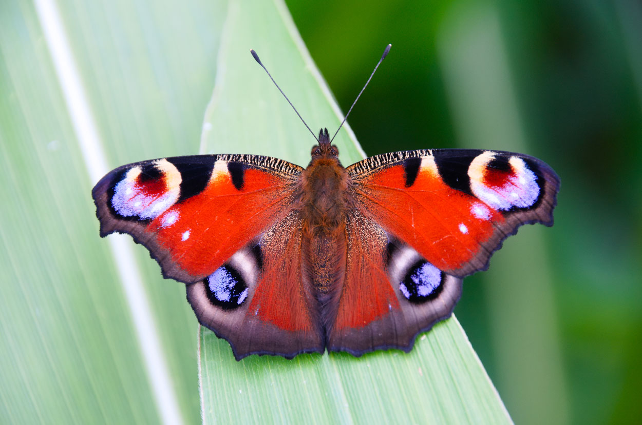 Papillon