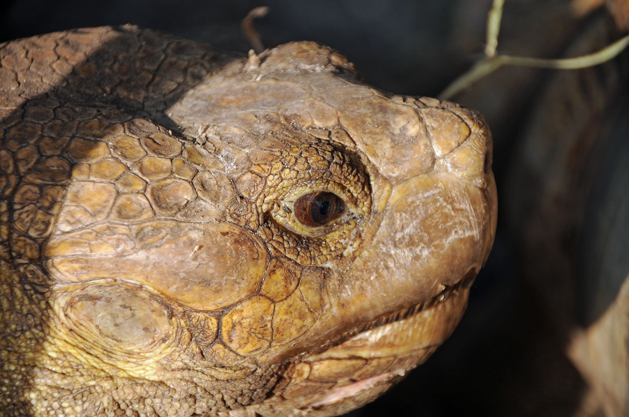 Turtle