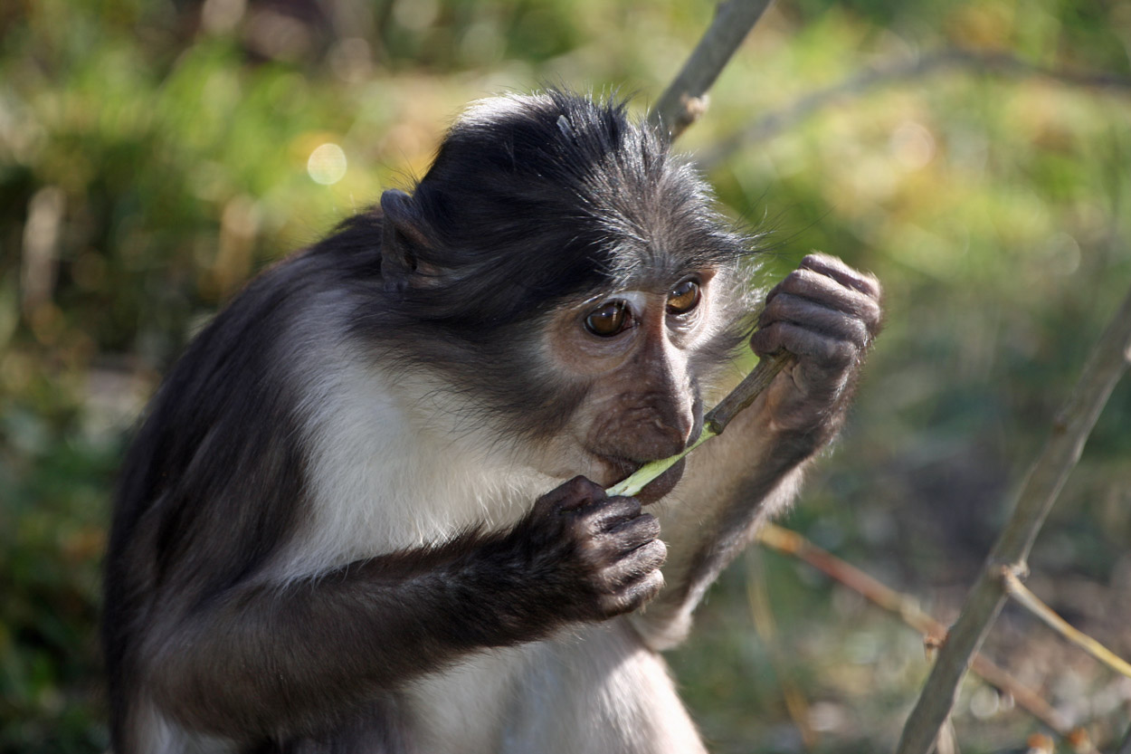 Zoo_Osnabrueck_2_2019