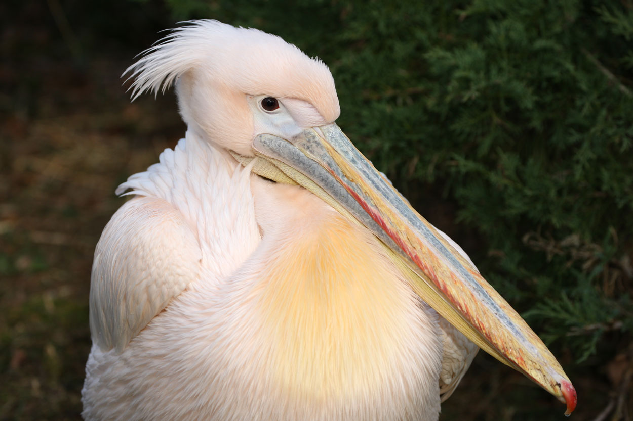 Zoo_Osnabrueck_3_2019