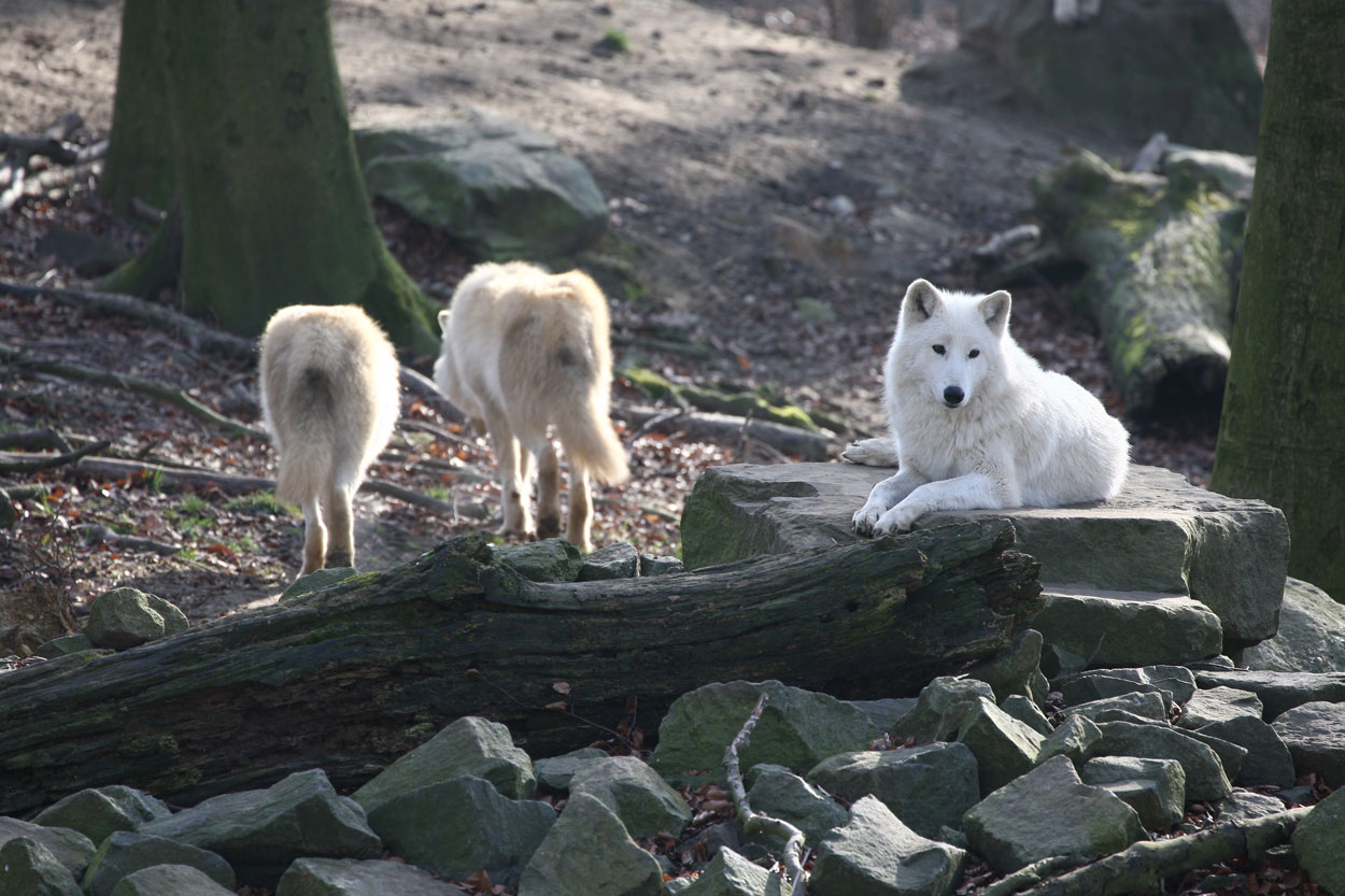 Zoo_Osnabrueck_4_2019