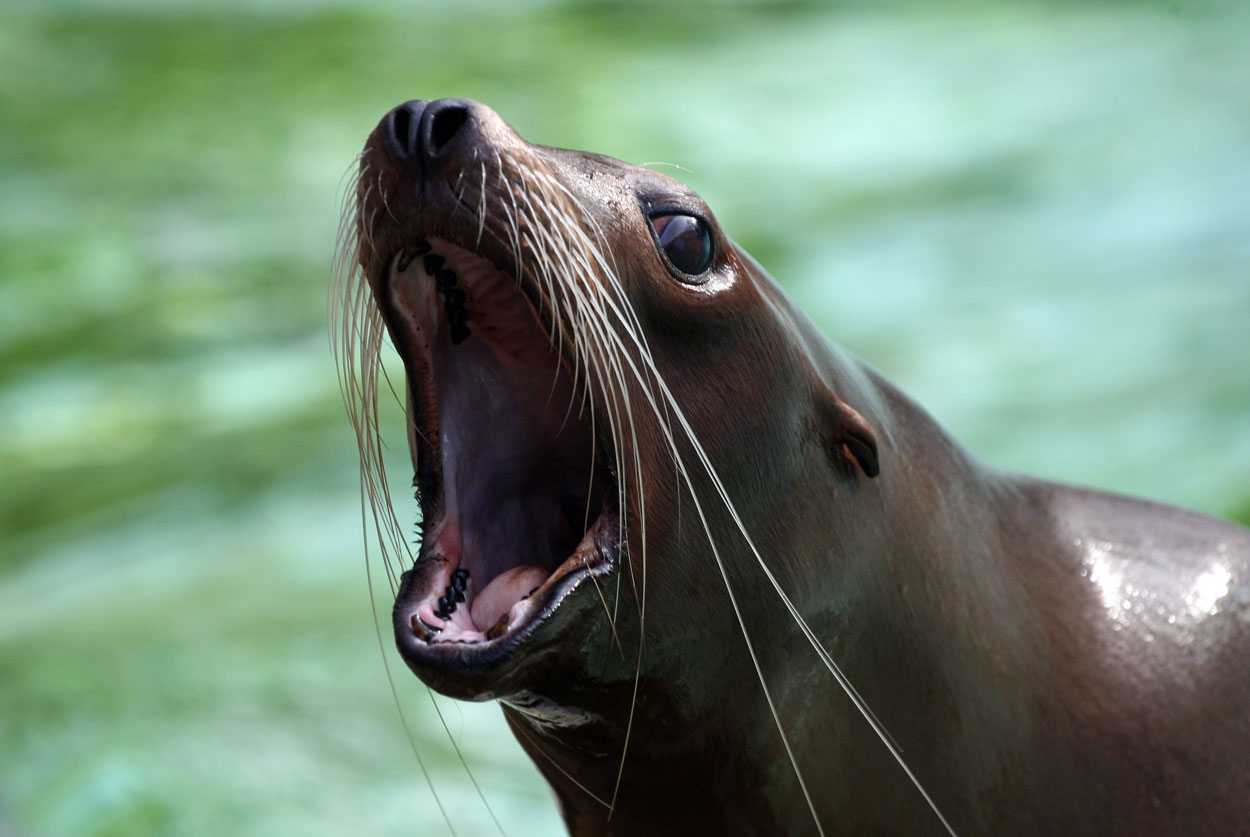 Zoo_Osnabrueck_6_2019